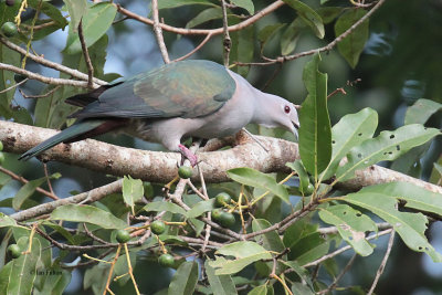 Green Imperial Pigeon, Kithulgala, Sri Lanka