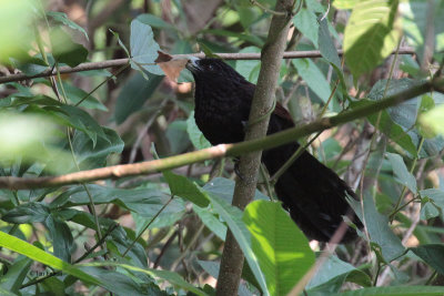 Green-billed Coucal (E), Kithulgala, Sri Lanka