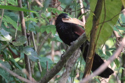 Green-billed Coucal (E), Kithulgala, Sri Lanka