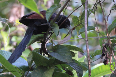 Green-billed Coucal (E), Kithulgala, Sri Lanka