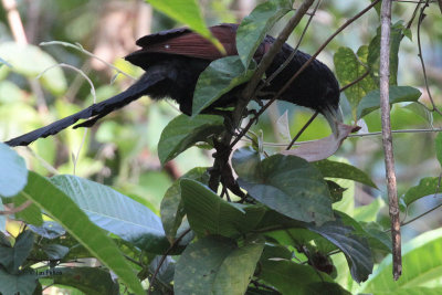 Green-billed Coucal (E), Kithulgala, Sri Lanka