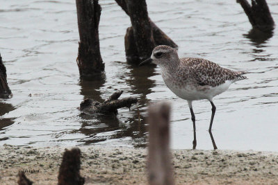 Grey Plover, Bundala NP, Sri Lanka