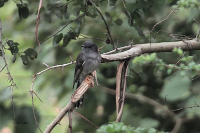 Grey-bellied Cuckoo, Uda Walawe NP, Sri Lanka