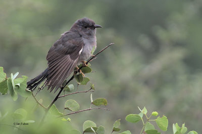 Grey-bellied Cuckoo, Uda Walawe NP, Sri Lanka