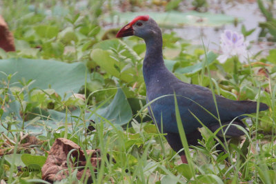 Grey-headed Swamphen, Tissamaharama, Sri Lanka