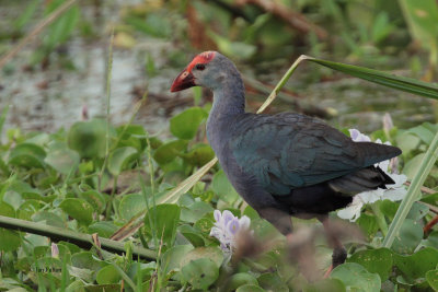 Grey-headed Swamphen, Tissamaharama, Sri Lanka