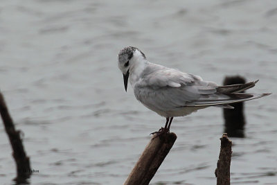 Gull-billed Tern, Bundala NP, Sri Lanka