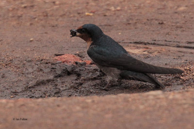 Hill Swallow, Horton Plains NP, Sri Lanka