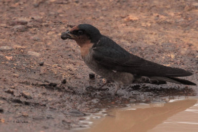 Hill Swallow, Horton Plains NP, Sri Lanka