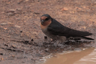 Hill Swallow, Horton Plains NP, Sri Lanka