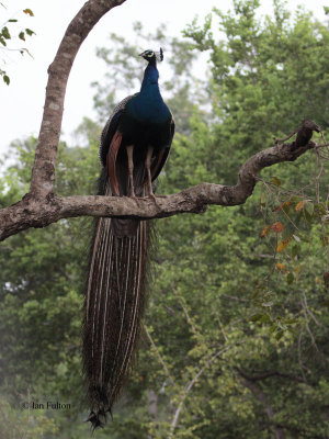 Indian Peafowl, Uda Walawe NP, Sri Lanka