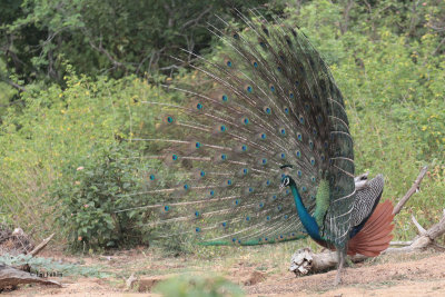 Indian Peafowl, Uda Walawe NP, Sri Lanka