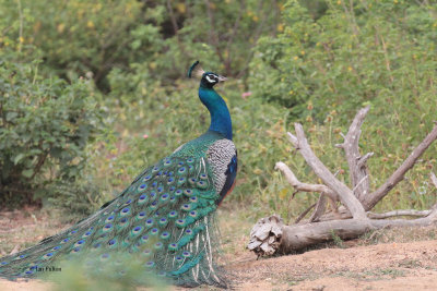 Indian Peafowl, Uda Walawe NP, Sri Lanka