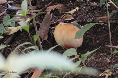 Indian Pitta, Victoria Park-Nuwara Eliya, Sri Lanka