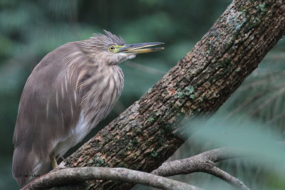 Indian Pond Heron, Victoria Park-Nuwara Eliya, Sri Lanka