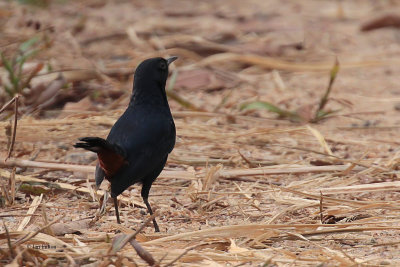 Indian Robin, Kithulgala, Sri Lanka