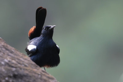 Indian Robin, Kithulgala, Sri Lanka