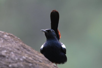 Indian Robin, Kithulgala, Sri Lanka