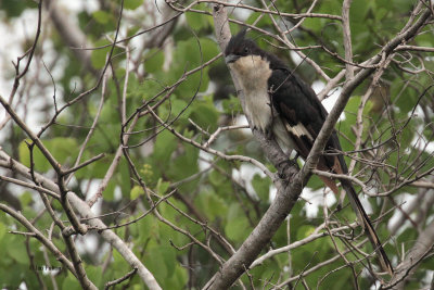 Jacobin Cuckoo, Uda Walawe NP, Sri Lanka