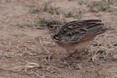 Jerdon's Bushlark, Uda Walawe NP, Sri Lanka