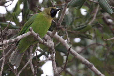 Jerdon's Leafbird, Bundala NP, Sri Lanka