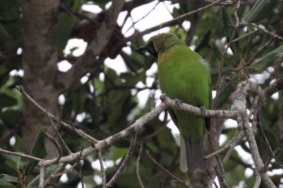 Jerdon's Leafbird, Bundala NP, Sri Lanka