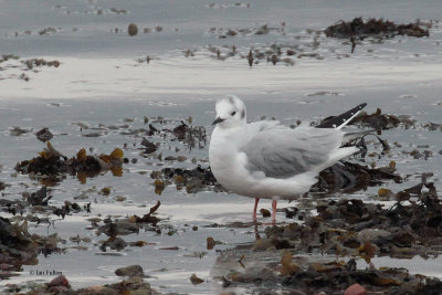 Bonaparte's Gull, Cardwell Bay-Gourock, Clyde