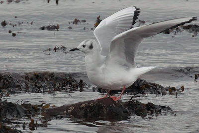 Bonapartes Gull, Cardwell Bay-Gourock, Clyde