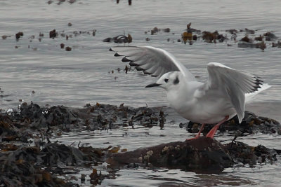 Bonaparte's Gull, Cardwell Bay-Gourock, Clyde