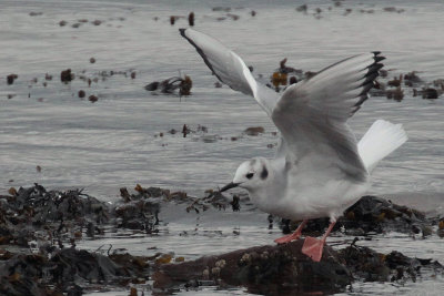 Bonaparte's Gull, Cardwell Bay-Gourock, Clyde