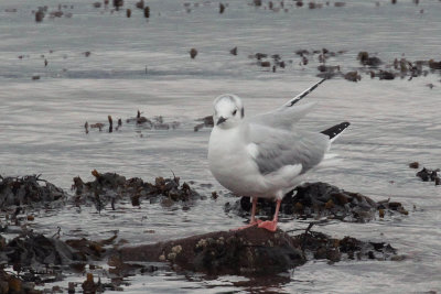 Bonapartes Gull, Cardwell Bay-Gourock, Clyde