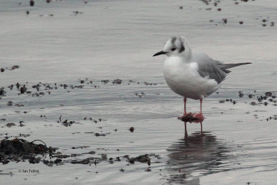 Bonaparte's Gull, Cardwell Bay-Gourock, Clyde