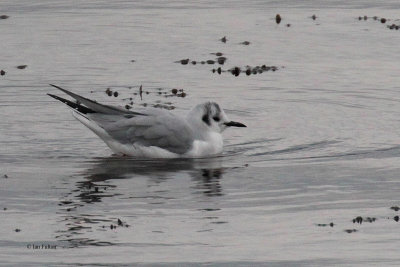 Bonaparte's Gull, Cardwell Bay-Gourock, Clyde