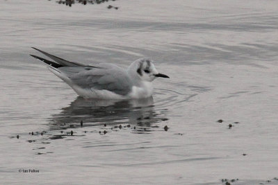 Bonaparte's Gull, Cardwell Bay-Gourock, Clyde