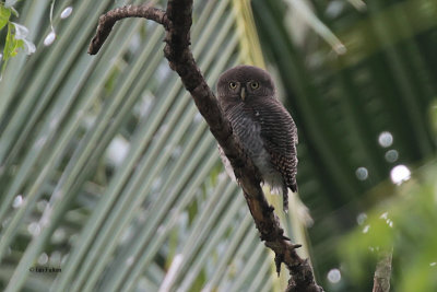 Jungle Owlet, Tissamaharama, Sri Lanka