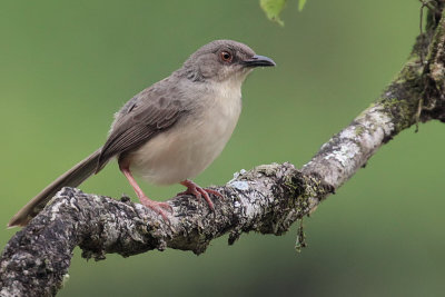 Jungle Prinia, near Blue Magpie Lodge, Sri Lanka