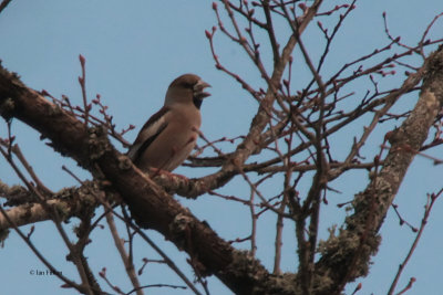 Hawfinch, Scone Palace, Perth & Kinross