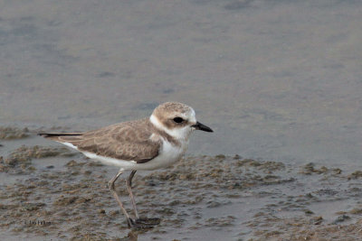 Kentish Plover, Bundala NP, Sri Lanka