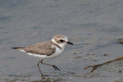 Kentish Plover, Bundala NP, Sri Lanka