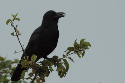 Large-billed Crow, Nuwara Eliya, Sri Lanka