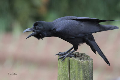 Large-billed Crow, Nuwara Eliya, Sri Lanka