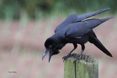 Large-billed Crow, Nuwara Eliya, Sri Lanka