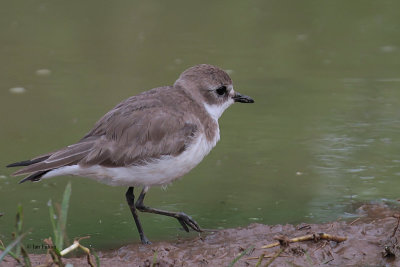 Lesser Sand Plover, Uda Walawe NP, Sri Lanka