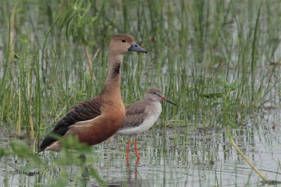 Lesser Whistling Duck & Redshank, Bundala NP, Sri Lanka