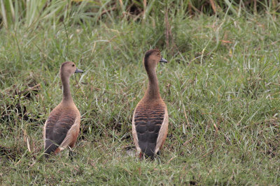 Lesser Whistling Duck, Bundala NP, Sri Lanka