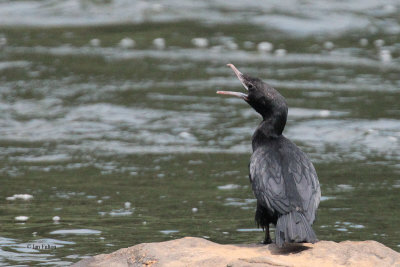 Lesser Cormorant, Kelani River-Kithulgala, Sri Lanka