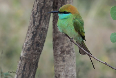 Little Green Bee-eater, Uda Walawe NP, Sri Lanka