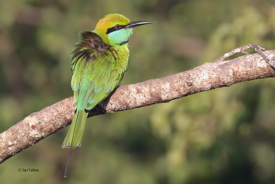 Little Green Bee-eater, Yala NP, Sri Lanka