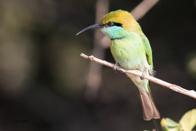 Little Green Bee-eater, Yala NP, Sri Lanka