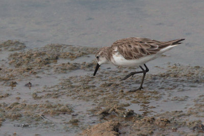 Little Stint, Bundala NP, Sri Lanka